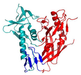 La protéine gp120